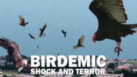 Birdemic
